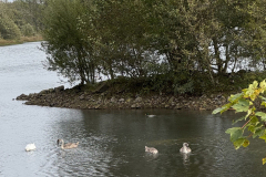 Swans-Duck-Witton-Castle-Lakes-scaled