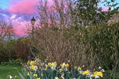 Spring-Sunrise