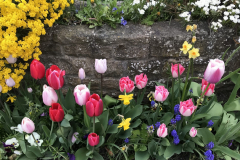 Spring-bulbs-scaled