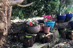 Spring-flowers-rear-of-lodge-scaled