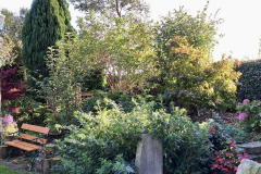 Area-near-pond