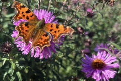 Butterfly-on-flower