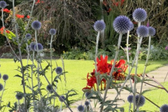 Sea-Holly